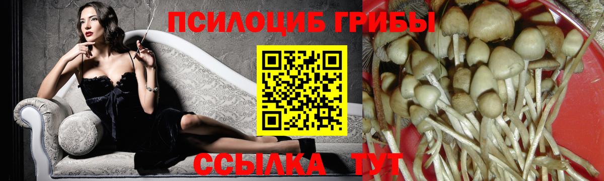 Галлюциногенные грибы Cubensis Губкин